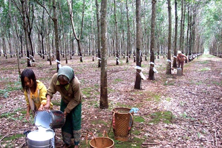 rubber production in malaysia